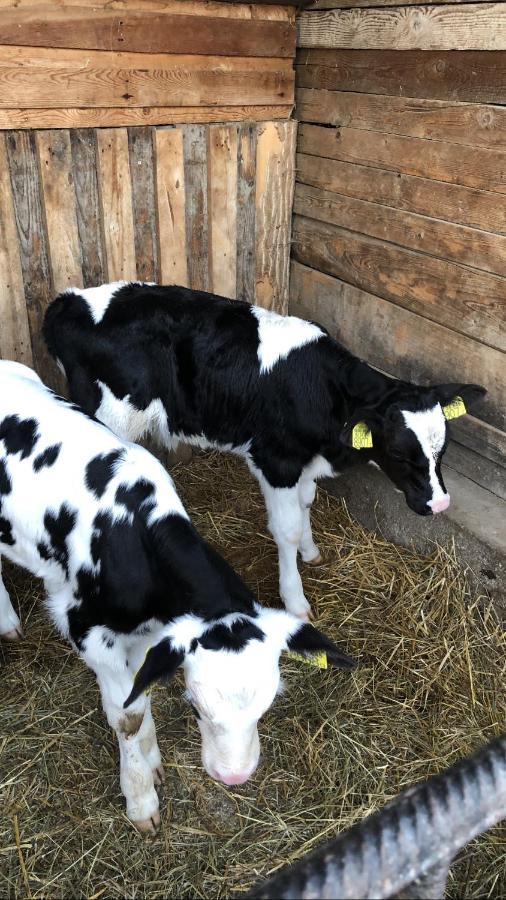 Nyerges Lovasudvar Cserepfalu Esterno foto